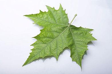 真的有“复仇女神版”？《生化危机3：重制版》Steam数据库多次更新